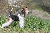 FOX TERRIER 334